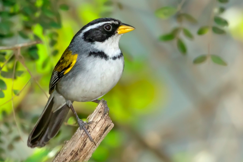 Moss-backed Sparrow