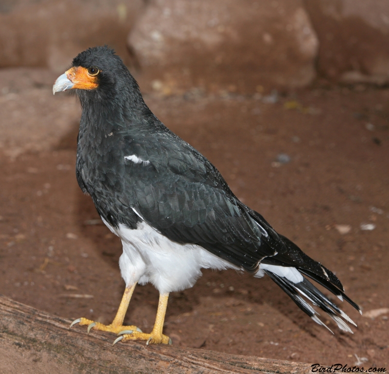 Mountain Caracara