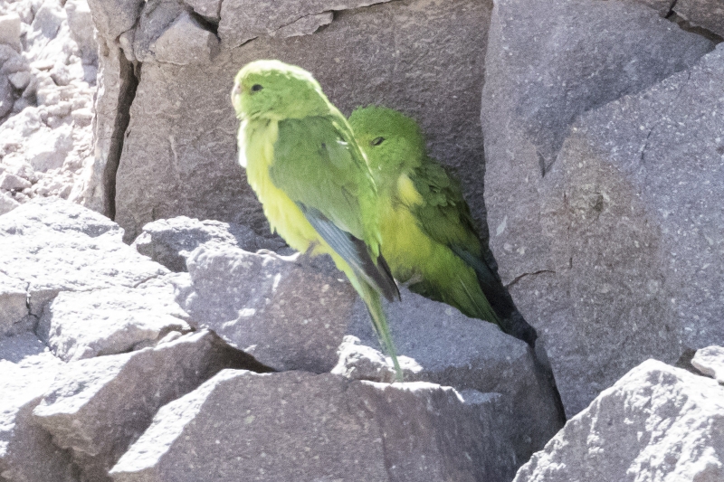 Mountain Parakeet