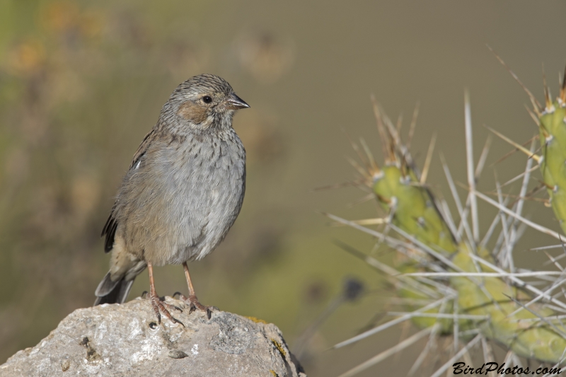 Mourning Sierra Finch