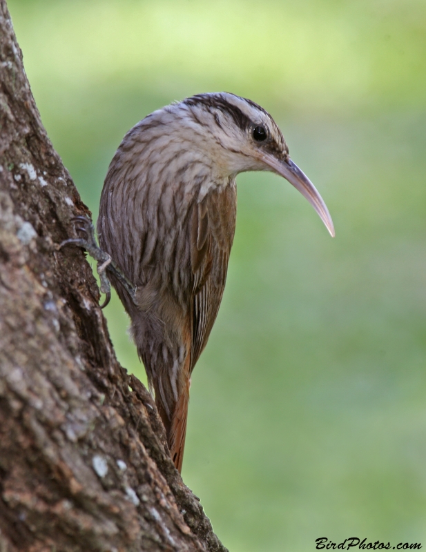 Narrow-billed Woodcreeper