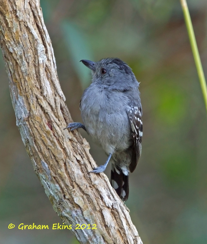 Natterer's Slaty Antshrike