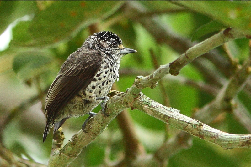 Ocellated Piculet