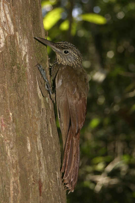 Ocellated Woodcreeper