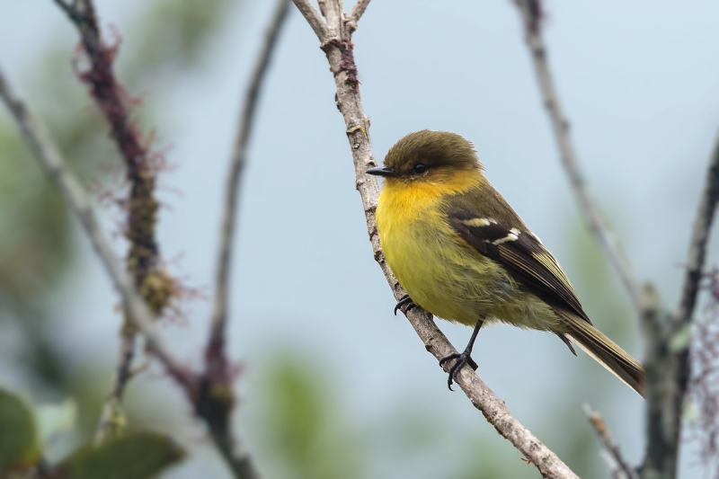 Ochraceous-breasted Flycatcher