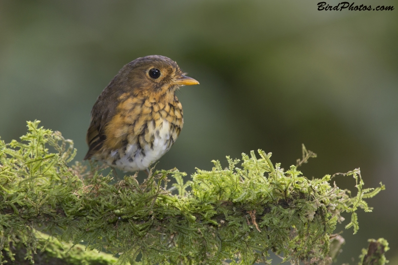 Ochre-breasted Antpitta