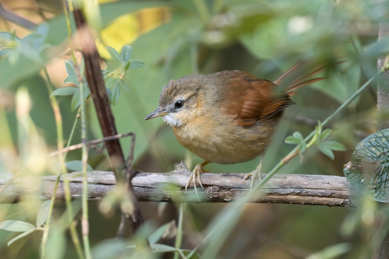 Ochre-cheeked Spinetail