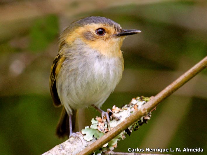 Ochre-faced Tody-Flycatcher