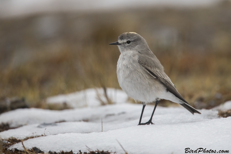 Ochre-naped Ground Tyrant