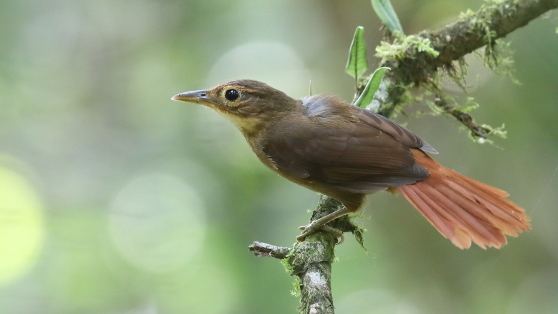 Ochre-throated Foliage-gleaner