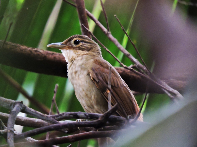 Ochre-throated Foliage-gleaner