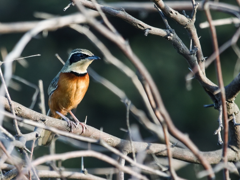 Olive-crowned Crescentchest