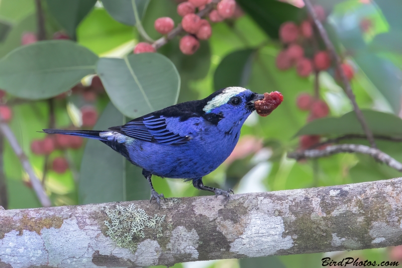 Opal-crowned Tanager