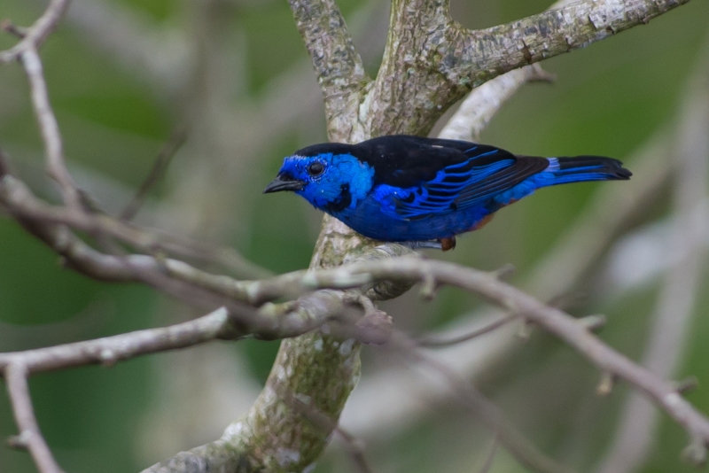 Opal-rumped Tanager