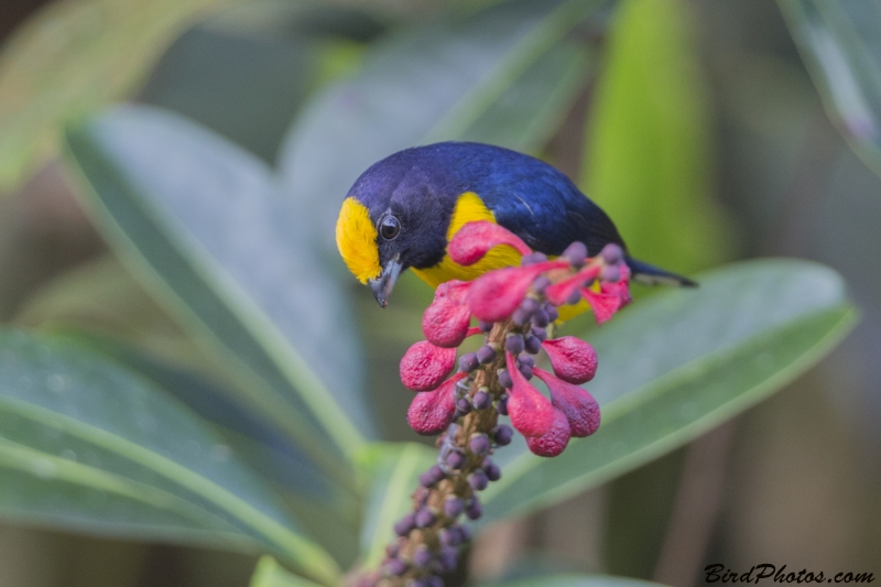 Orange-bellied Euphonia