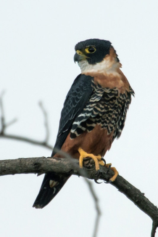 Orange-breasted Falcon