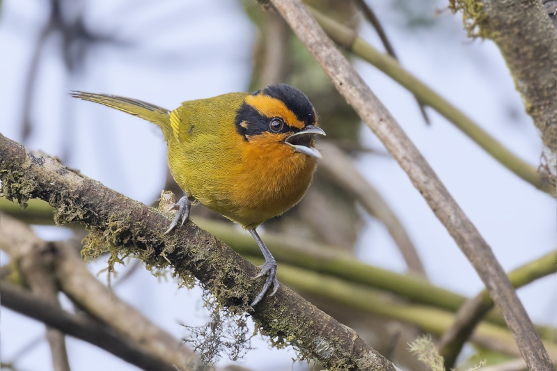 Orange-browed Hemispingus