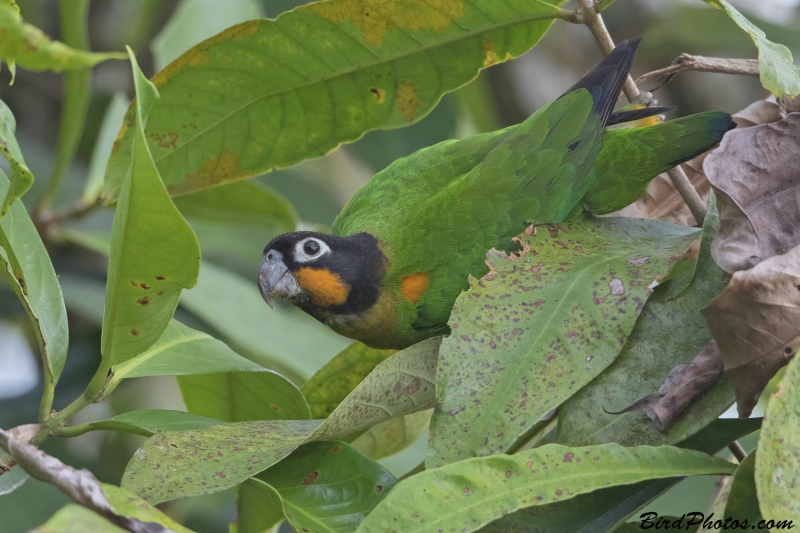 Orange-cheeked Parrot