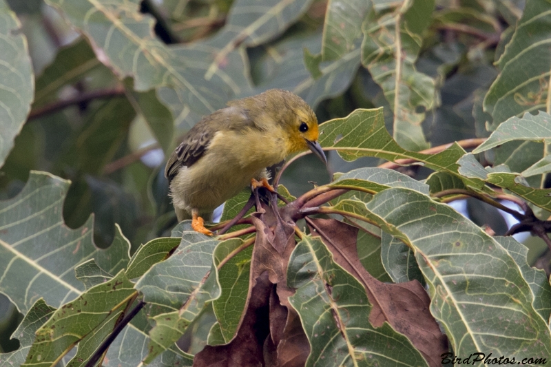 Orange-fronted Plushcrown