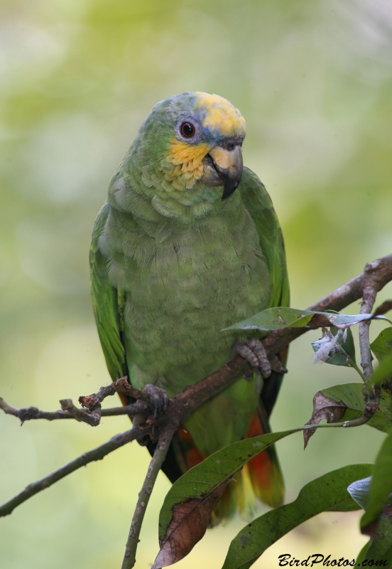 Orange-winged Amazon