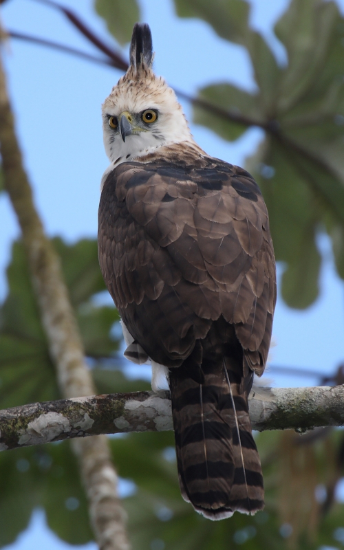 Ornate Hawk-Eagle