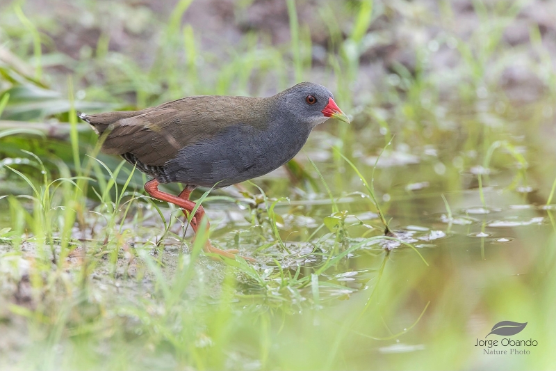 Paint-billed Crake