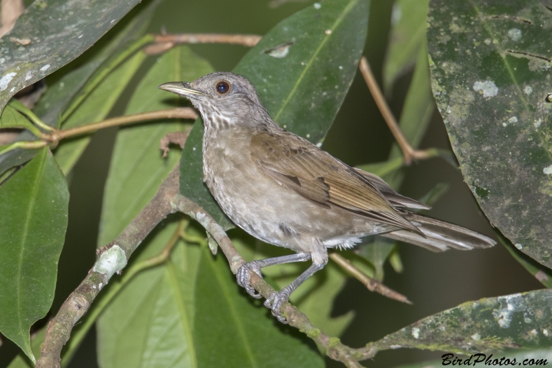 Pale-breasted Thrush