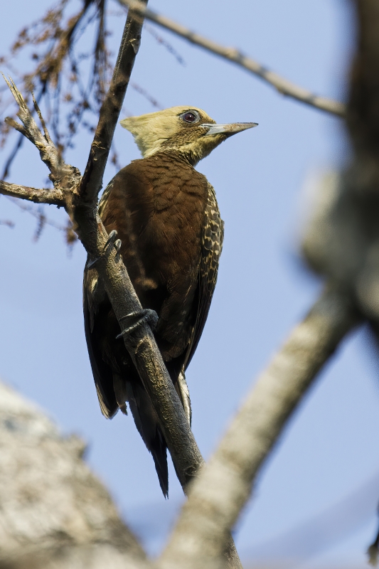 Pale-crested Woodpecker