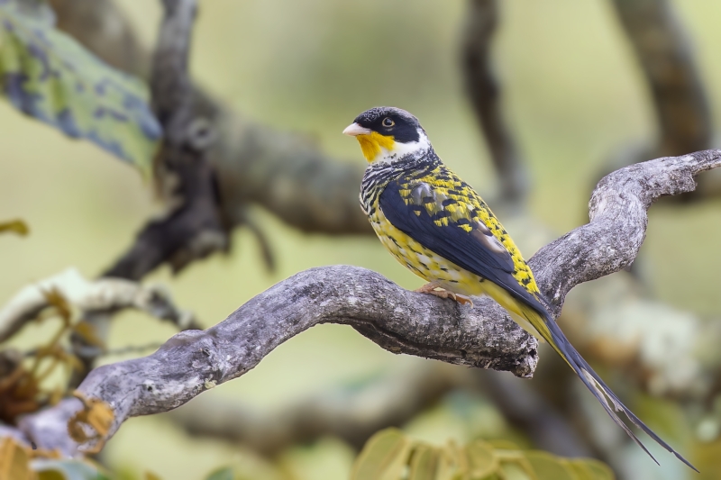 Palkachupa Cotinga