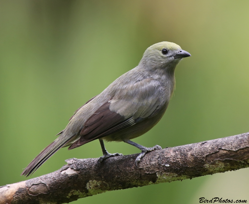 Palm Tanager