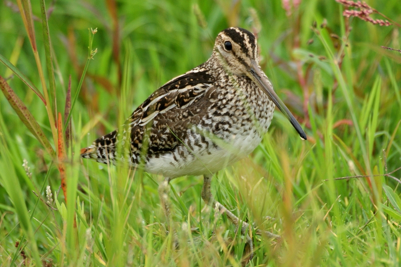 Pantanal Snipe