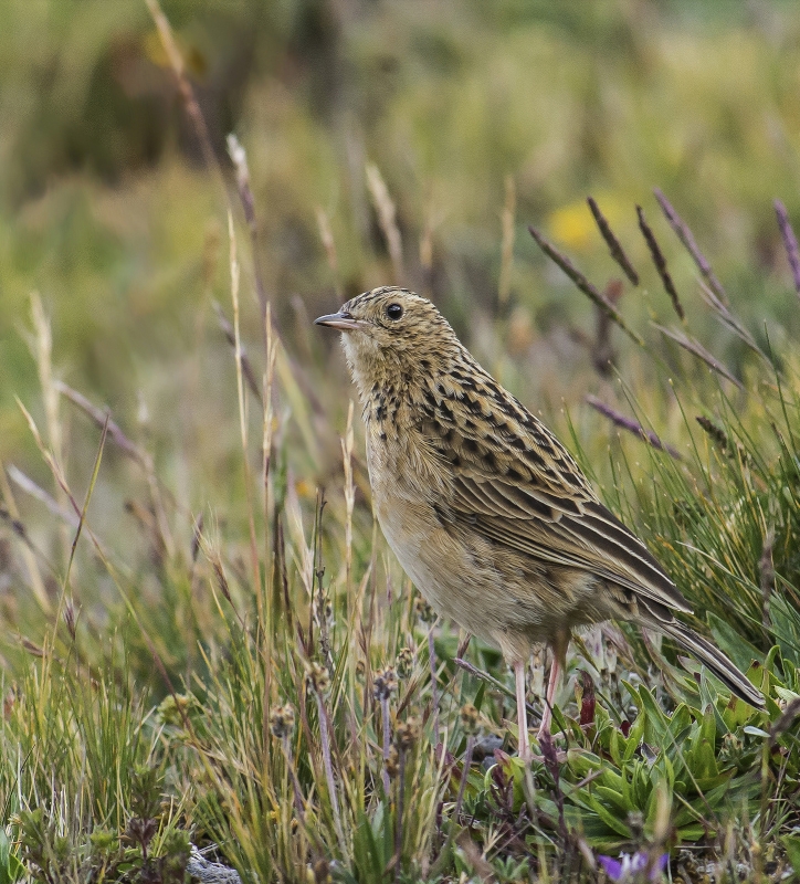 Paramo Pipit