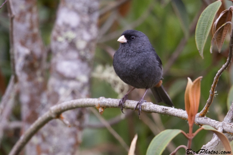 Paramo Seedeater