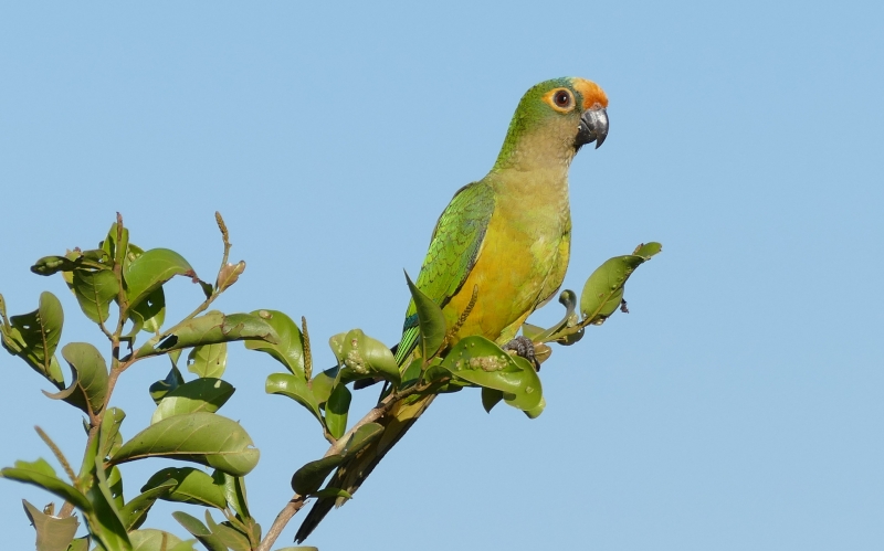 Peach-fronted Parakeet