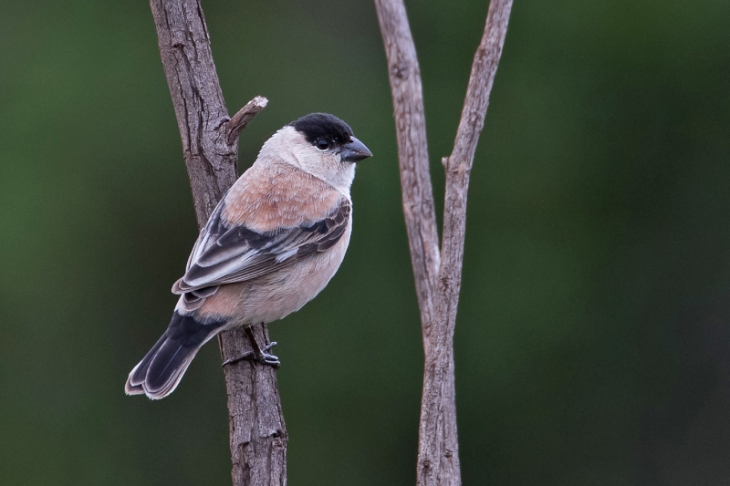 Pearly-bellied Seedeater