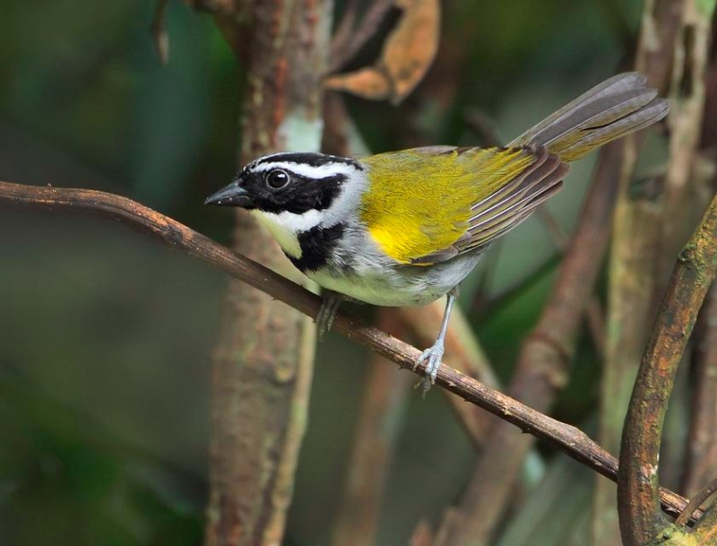 Pectoral Sparrow