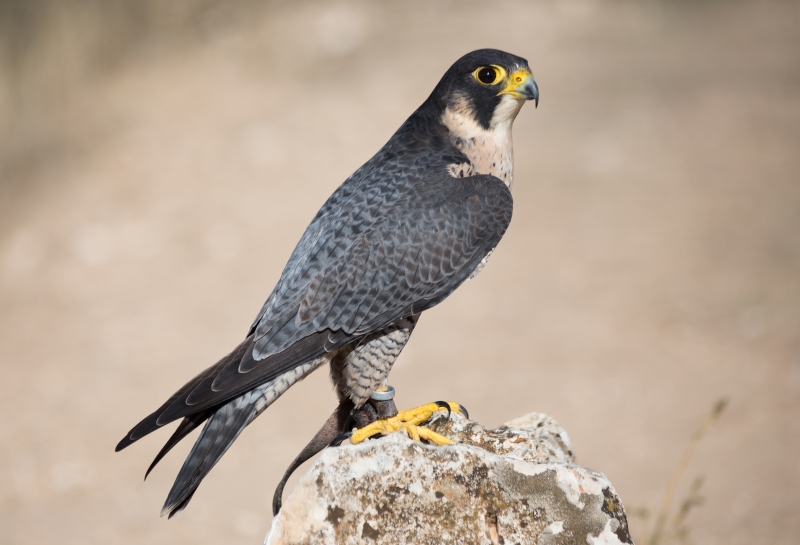 Peregrine Falcon