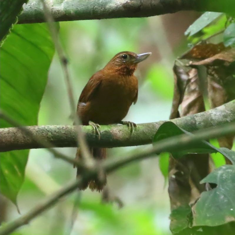 Peruvian Recurvebill