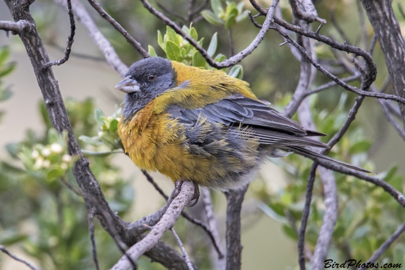 Peruvian Sierra Finch