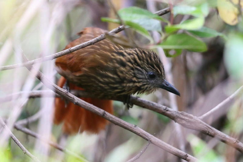 Peruvian Treehunter