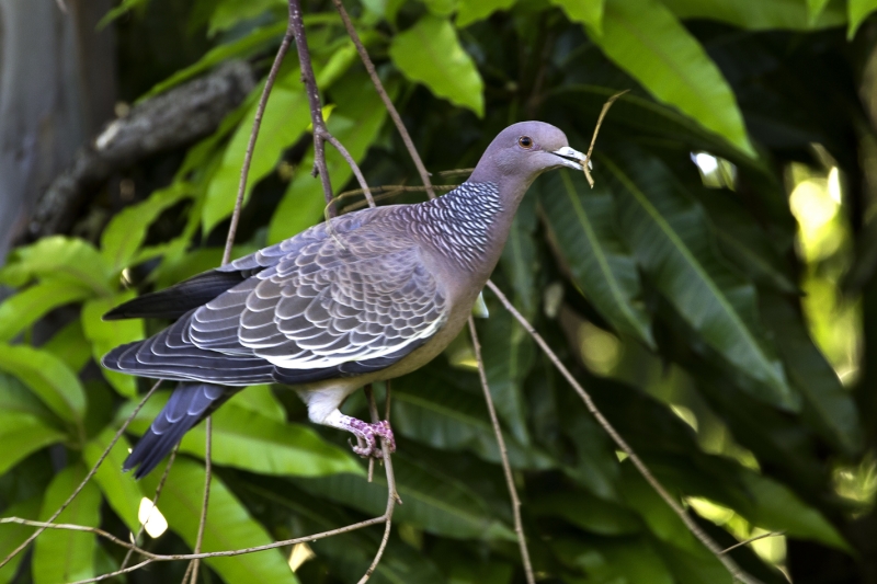 Picazuro Pigeon