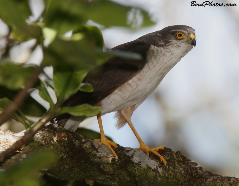 Plain-breasted Hawk