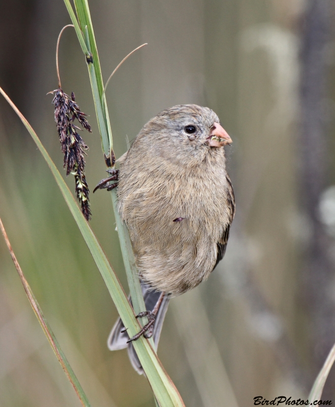 Plain-colored Seedeater