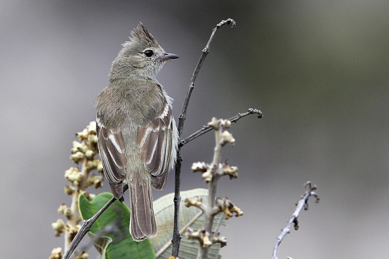 Plain-crested Elaenia