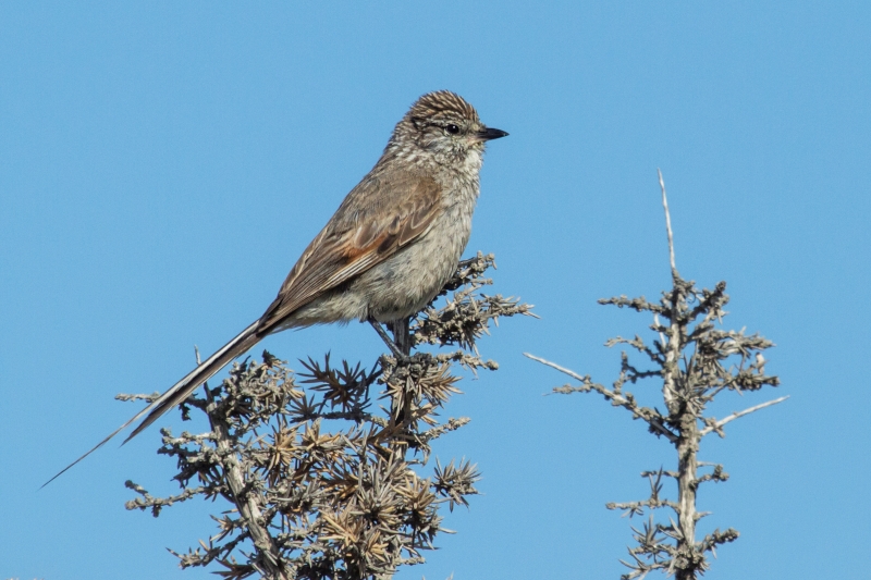 Plain-mantled Tit-Spinetail