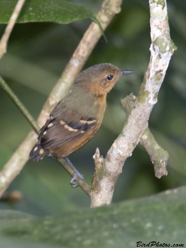 Plain-throated Antwren