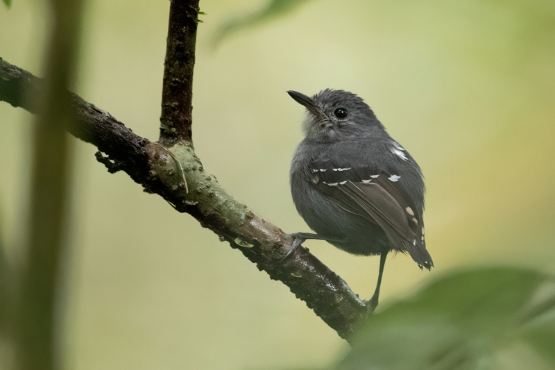 Plain-throated Antwren