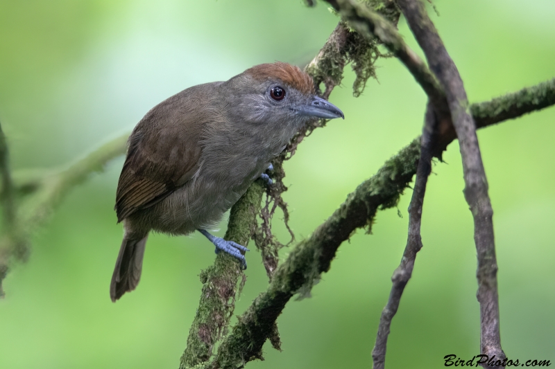 Plain-winged Antshrike