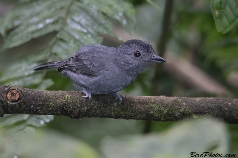 Plain-winged Antshrike