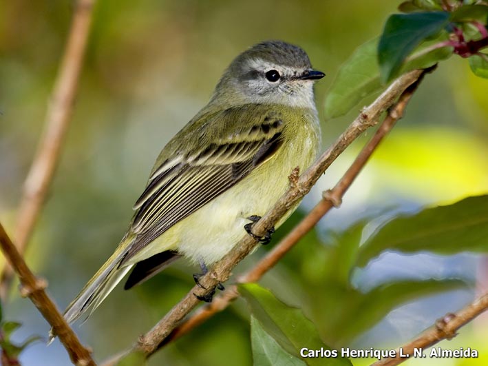 Planalto Tyrannulet